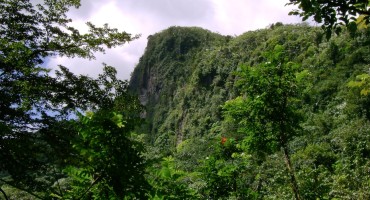 Rainforest - El Yunque, Puerto Rico