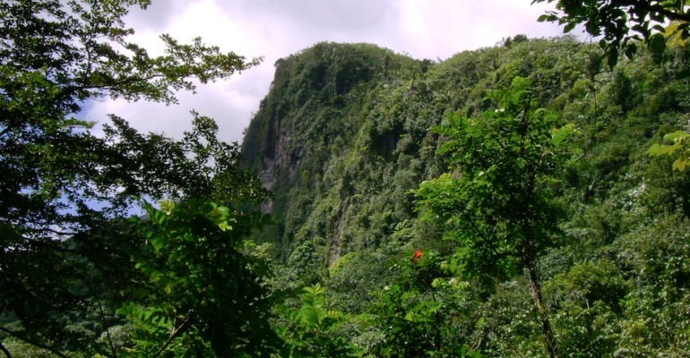 Rainforest – El Yunque, Puerto Rico