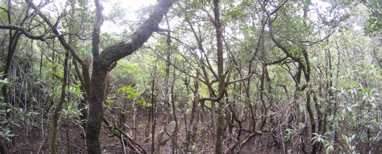Murky Swamp – Queensland, Australia