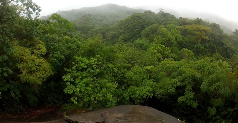 Rainforest – Ilha Grande, Brazil