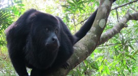 Black Howler Monkeys – Belize