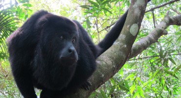 Black Howler Monkeys - Belize