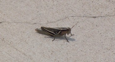 Grasshoppers - Colorado, USA