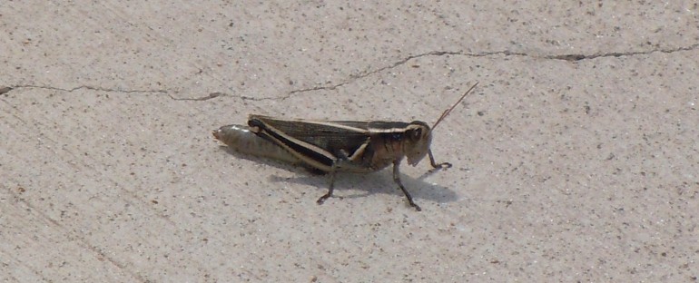 Grasshoppers – Colorado, USA