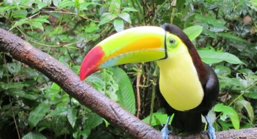 Keel-Billed Toucans - Belize
