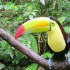 Keel-Billed Toucans – Belize