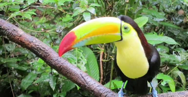 Keel-Billed Toucans – Belize