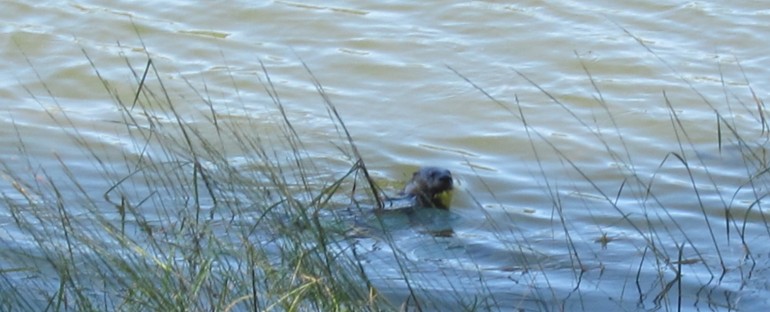 River Otter – Minnesota, USA