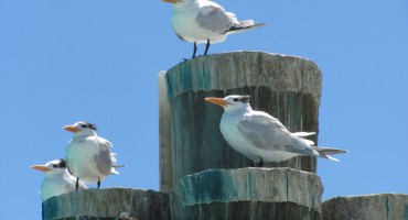 Royal Terns - Dry Tortugas National Park, USA