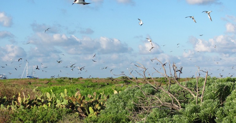 Tern Rookery – Dry Tortugas National Park, USA