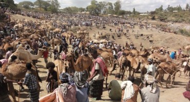 Cattle Market - Bati, Ethiopia