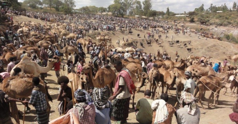 Cattle Market – Bati, Ethiopia