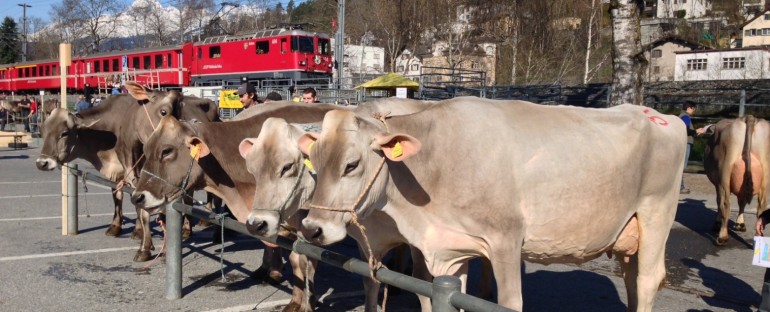 Cattle Market – Llanz, Switzerland