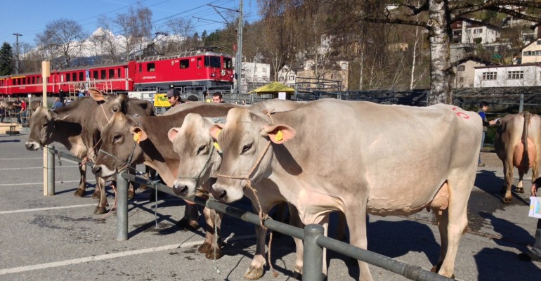Cattle Market - Llanz, Switzerland