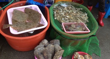 Fish Market – Oido, South Korea