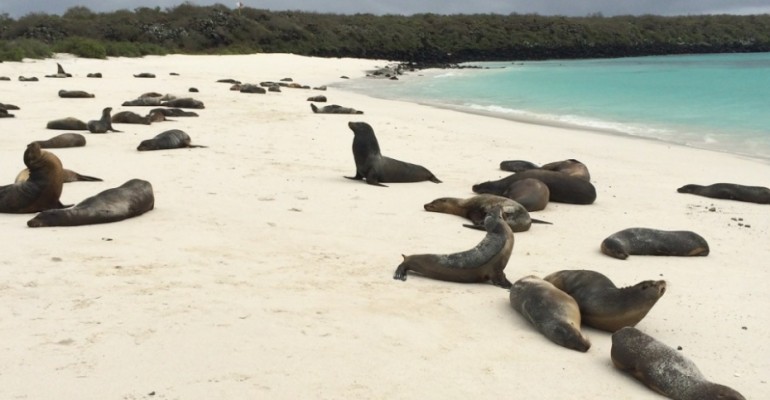 Sea Lions at Gardner Bay – Galápagos Islands, Ecuador