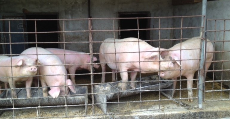 Pig Farm – Transylvania, Romania