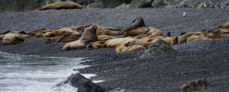 Sea Lion Rookery – Agattu Island, USA