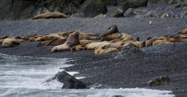 Sea Lion Rookery – Agattu Island, USA