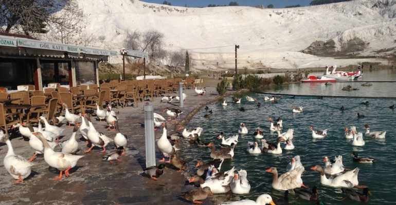 Ducks at Pamukkale – Hierapolis, Turkey