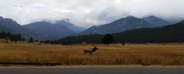Elk Calls – Rocky Mountain National Park, USA