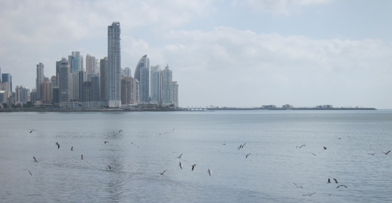 Seagulls – Panama City, Panama