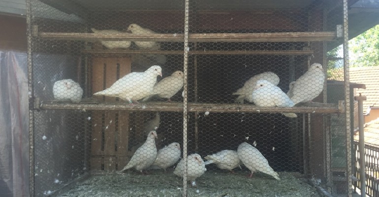 Pigeon Coop – Sarajevo, Bosnia and Herzegovina