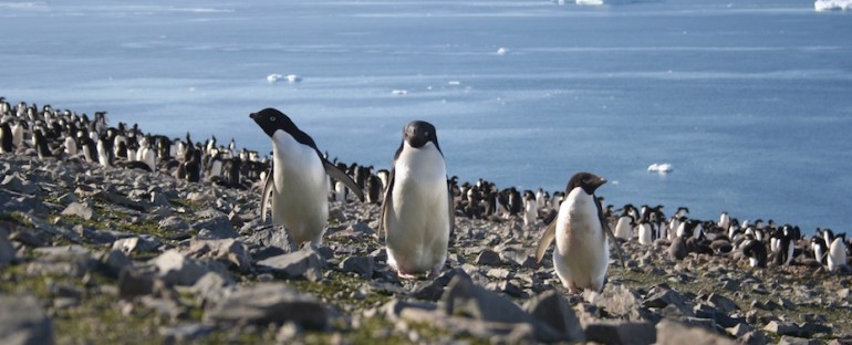 Gentoo Penguin Colony – Yankee Harbour, Antarctica