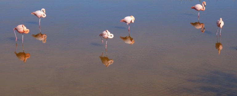Flamingo Call – Galápagos Islands, Ecuador