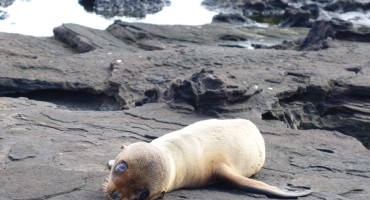 Fur Seal Pup - Galápagos Islands, Ecuador