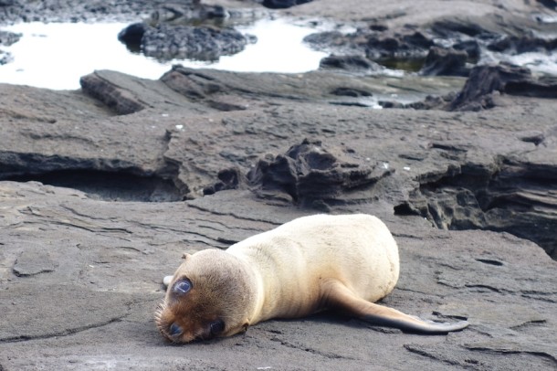 Fur Seal Pup - Galápagos Islands, Ecuador
