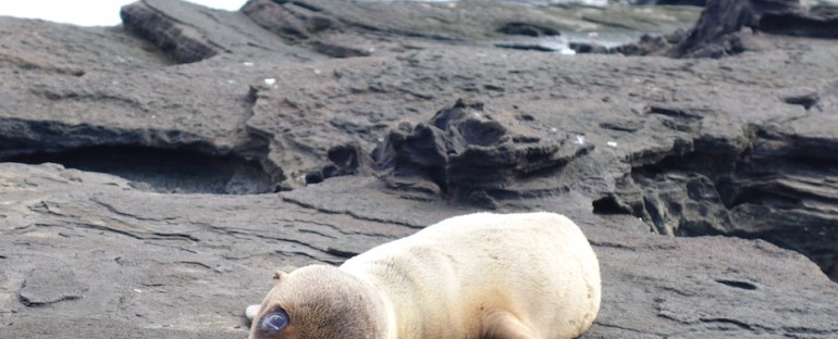 Fur Seal Pup – Galápagos Islands, Ecuador