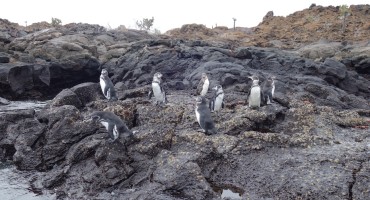 Galápagos Penguins - Galápagos Islands, Ecuador