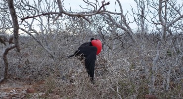 Magnificent Frigatebirds – Galápagos Islands, Ecuador