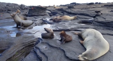 Sea Lion Rookery - Galápagos Islands, Ecuador