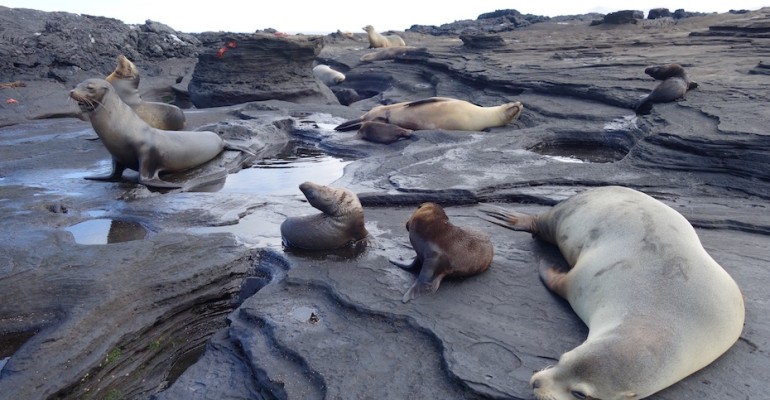 Sea Lion Rookery – Galápagos Islands, Ecuador