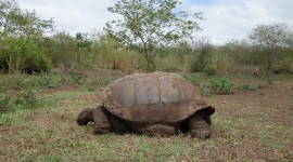 Tortoise Reserve – Galápagos Islands, Ecuador