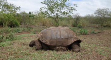 Tortoise Reserve - Galápagos Islands, Ecuador