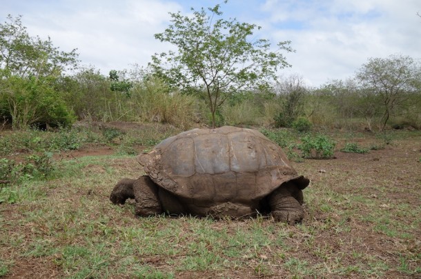 Tortoise Reserve - Galápagos Islands, Ecuador