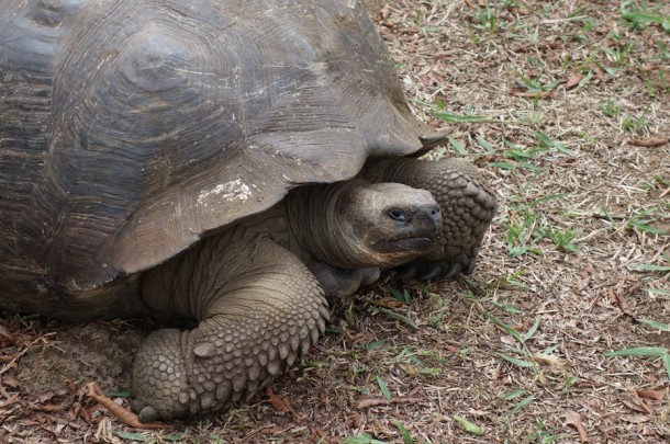Tortoise Reserve - Galápagos Islands, Ecuador2