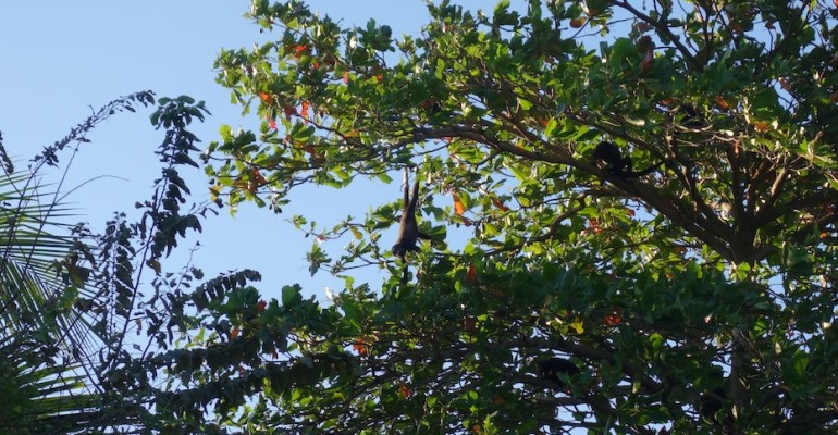Beachside Howler Monkeys – Playa Junquillal, Costa Rica