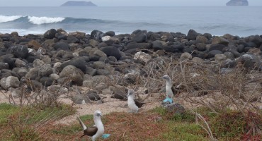 Ocean and Blue-Footed Boobies - Galápagos Islands, Ecuador