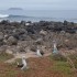 Ocean and Blue-Footed Boobies – Galápagos Islands, Ecuador