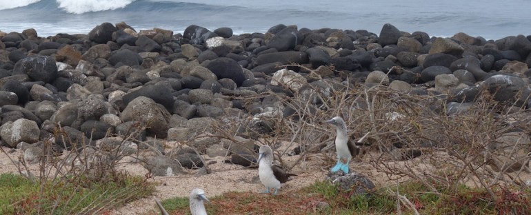 Ocean and Blue-Footed Boobies – Galápagos Islands, Ecuador