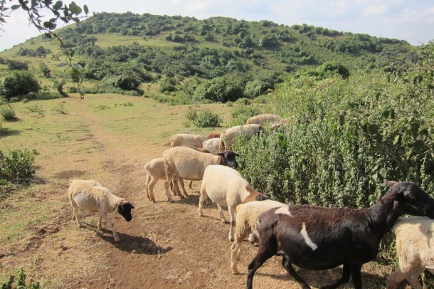 Grazing Animals at Ngong Hills – Nairobi, Kenya