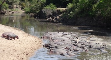 Hippopotamuses – Serengeti National Park, Tanzania