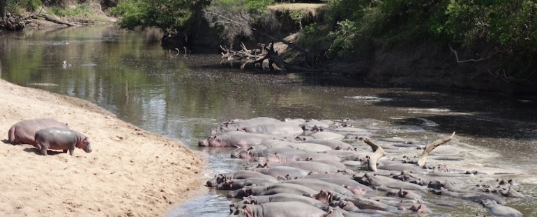 Hippopotamuses – Serengeti National Park, Tanzania