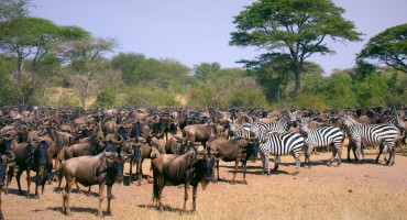 Wildebeest Migration – Serengeti National Park, Tanzania