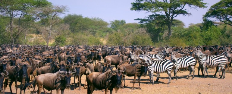 Wildebeest Migration – Serengeti National Park, Tanzania