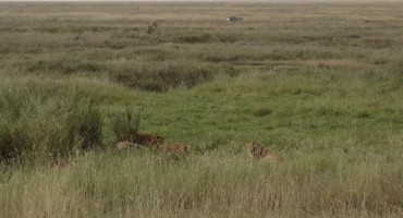 Lion Cubs – Serengeti National Park, Tanzania